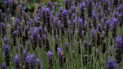 Flores moradas