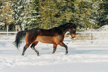 horse in winter