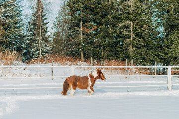 horse in winter