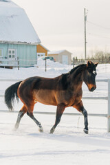 horse in winter