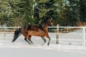 horse in winter