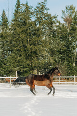 horse in winter