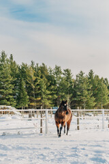 horse in winter