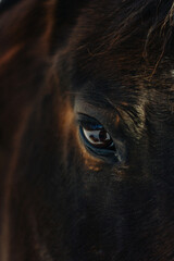 horse in winter