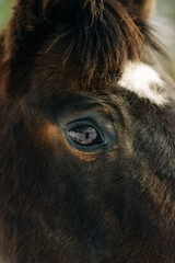 horse in winter