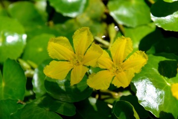 水に浮いた葉の上に黄色の花を咲かせるアサザ