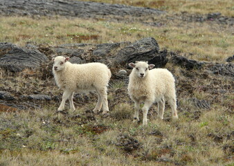 Icelandic goat on a field in Iceland during summer