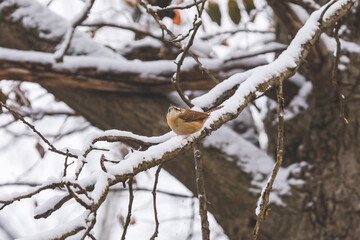 Bird perched on snowy branch in the woods