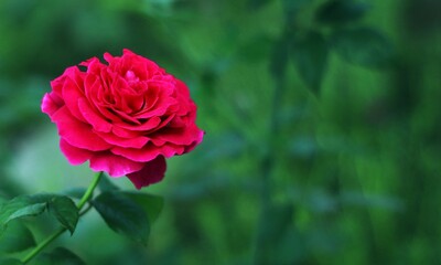 Pink Rose with blur background