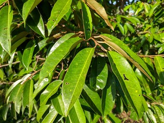 durian leaf (Durio zibethinus) in the morning