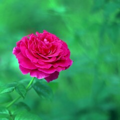 Red Rose with blur background