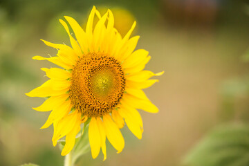 Beautiful Sunflower in the field  on background blurred