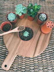 Succulent Cactus Preparing : Cactus transplantation in a new pot with soil, pumice stone, drainage, shovel rake, pot on wooden board. Copy space.