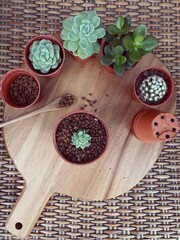 Succulent Cactus Preparing : Cactus transplantation in a new pot with soil, pumice stone, drainage, shovel rake, pot on wooden board. Copy space.