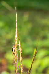 Crickets are perched on the grass.