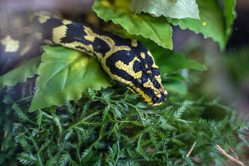 A close-up of a Jungle carpet python (Morelia spilota cheynei) in an aquarium at Six Flags Discovery Kingdom, Vallejo