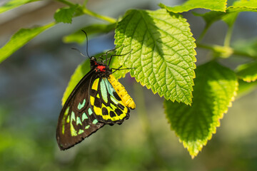 Beautiful butterfly (Queen Alexandra's Birdwing, Ornithoptera alexandrae) sits on leaves. It is the largest butterfly in the world and is endangered.