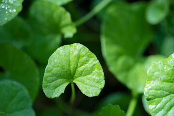 close up Gotu kola (Centella asiatica) leaves