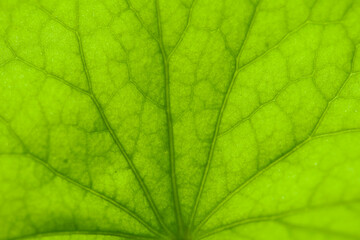 Fototapeta na wymiar close up Gotu kola (Centella asiatica) leaves