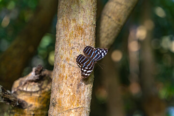 Beautiful blue butterfly (Mexican Bluewing or Myscelia ethusa) sits on a tree in the garden.