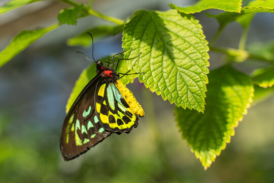 Beautiful Butterfly (Queen Alexandra's Birdwing, Ornithoptera Alexandrae) Sits On Leaves. It Is The Largest Butterfly In The World And Is Endangered.