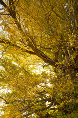 Hojas de ginkgo teñidas de amarillo, ginkgo dorado brillando a través de los árboles