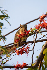 Close-up Squirrel was Eating a Red Flower while Perching on a Branch