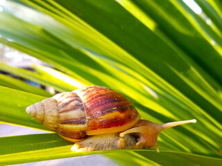 Snail walking on green leaf in nature park