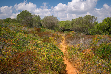 A path through Mallorca shrubs in a park near Cala Romantica beach in Spain