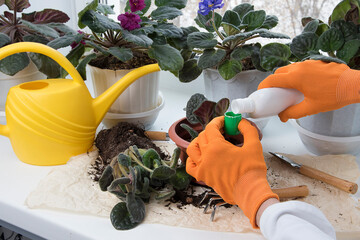 Female hands fertilizing potted flowers in room. Flowerpots, fertilizer, plant sprout, soil pile on windowsill. Indoor flowers care and home gardening.