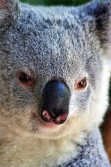 koala close up in a tree