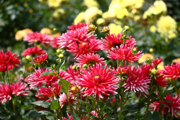 Summer sunny day. In a botanical garden the collection a dahlia grows and blossoms. Pink and yellow blossom nearby.