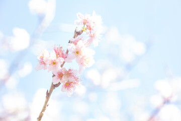 pink cherry blossom in spring