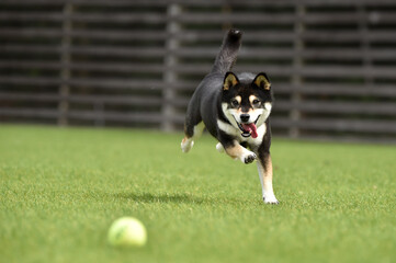 ドッグランで遊ぶ柴犬