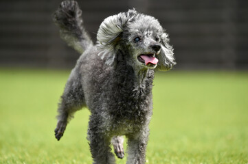 ドッグランで遊ぶトイプードル