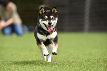 ドッグランで遊ぶ柴犬