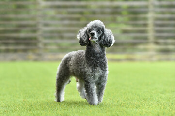 ドッグランで遊ぶトイプードル