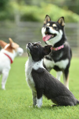 ドッグランでおすましするチワワ