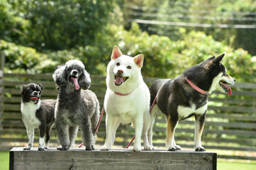 ドッグランでおすましする柴犬とトイプードルとチワワ