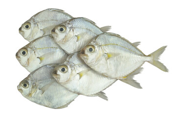 Common ponyfish isolated on white background, Leiognathus 