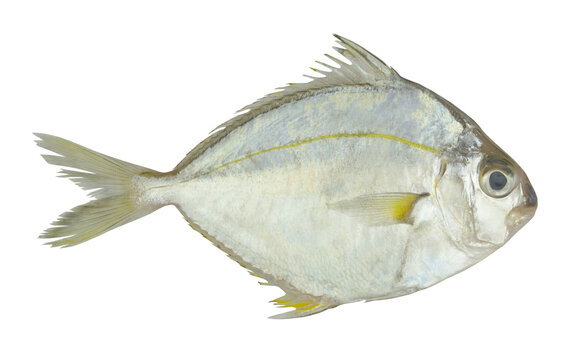 Common ponyfish isolated on white background, Leiognathus 