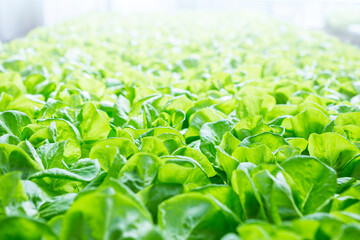 Green lettuce garden with morning light, organic vegetable garden