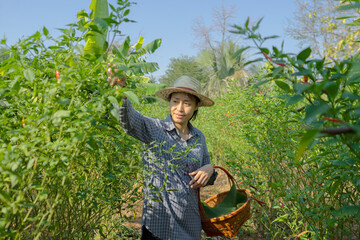 Women farmers harvesting chili crops in chili fields