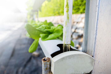 Hydroponic system, growing lettuce with water