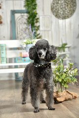 ナチュラ巣雑貨店でおすましするトイプードル