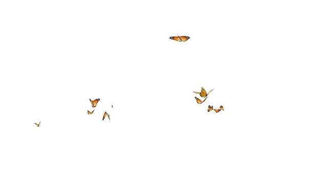Monarch butterflies flying loop random in the scene on white and black background. 3D rendering(Alpha matte)