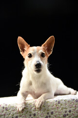 シンプルなジャックラッセルテリアのスタジオポートレート