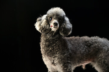 トイプードルのシンプルなスタジオポートレート