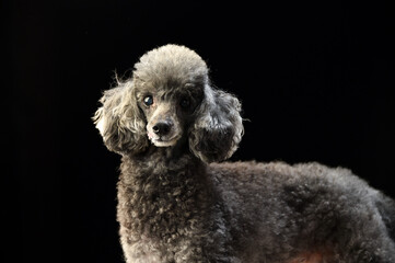 トイプードルのシンプルなスタジオポートレート