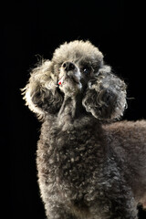 トイプードルのシンプルなスタジオポートレート